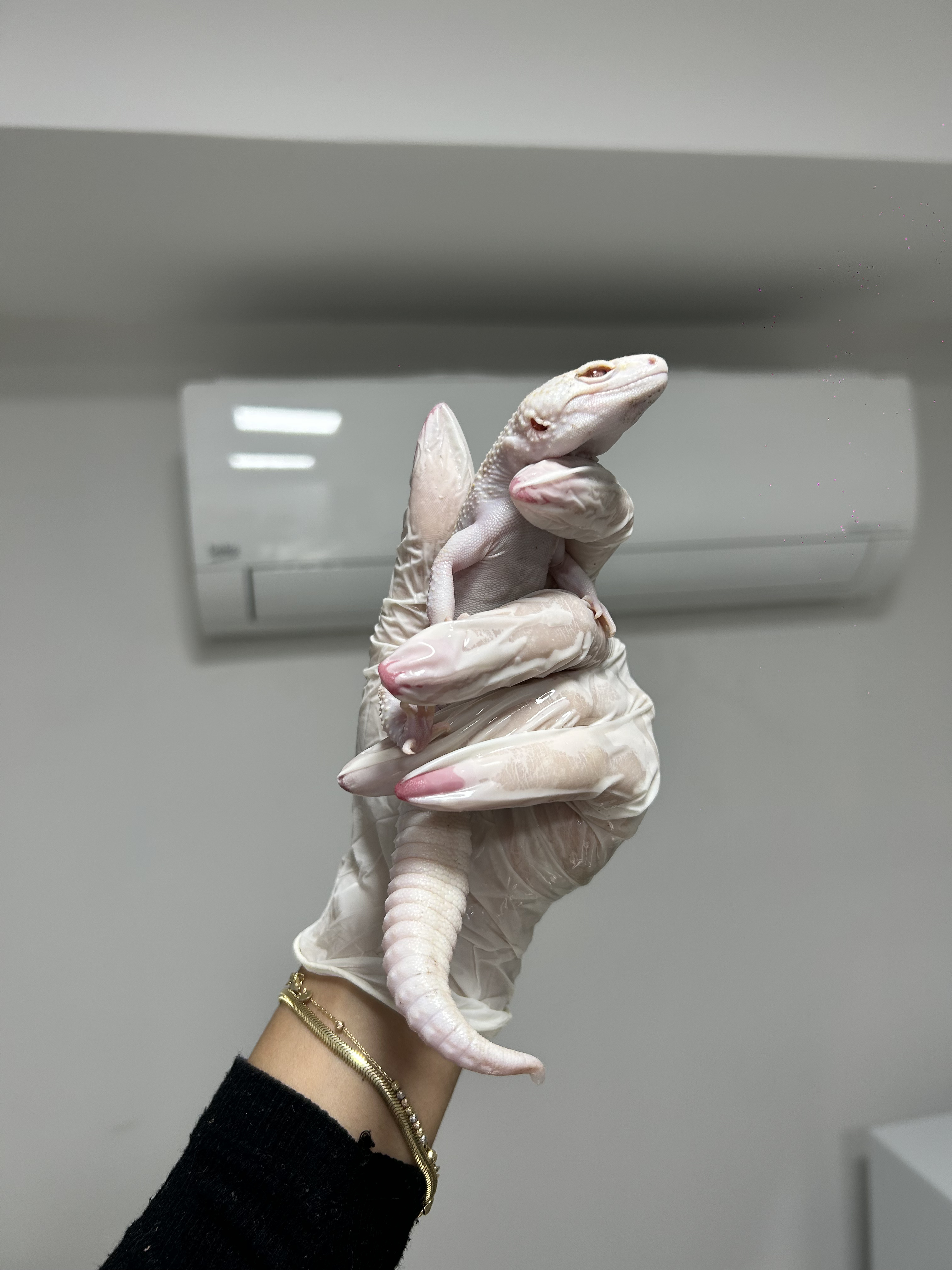 Egzotik